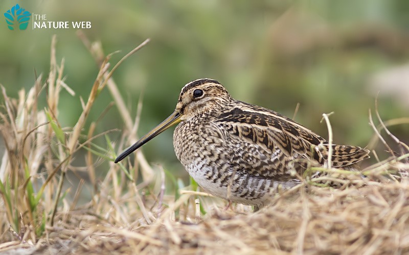 Common Snipe